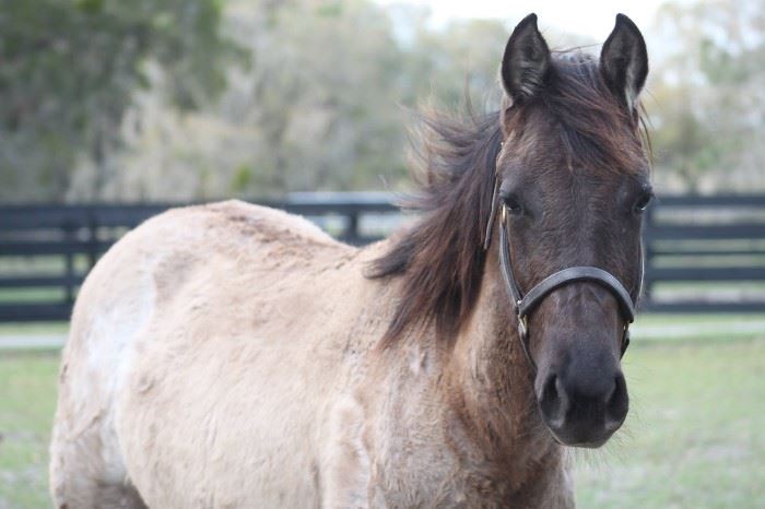 Willow - 1 year old 100% Foundation Grulla