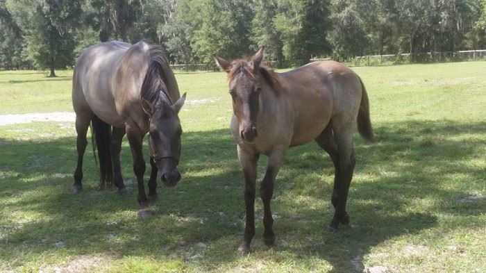 Steeldust Dynasty, 2 year old stallion. Out of Canada, 100% Founation, Grullo. 