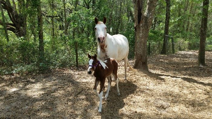 Doves Dee Dee (Sky) with Filly born March 28th. APHA. 