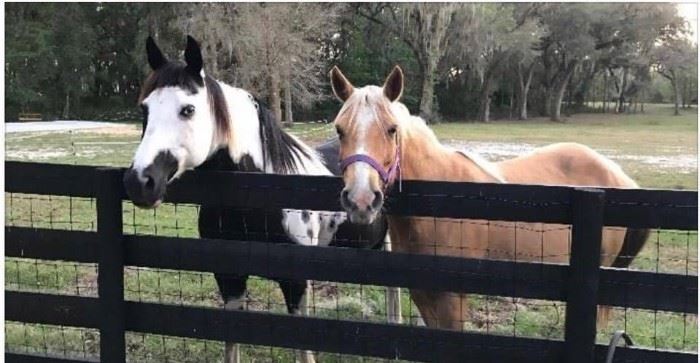 Bandi and Promise are 2 of the 9 horse that are up for sell to confirmed buyers who will give forever homes. No Horse Traders, No Breeders. All Horses are rideable with exception of babies. 