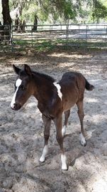 Ayianna's colt, born March 22nd. 