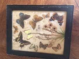 Butterflies - or at least they were...