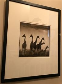 Set of Safari Photos