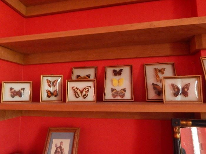 Real butterfly collection. All framed and a fun grouping.