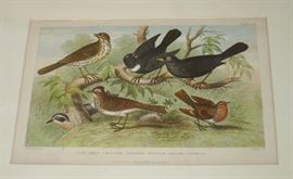 Antique Hand-Colored Etchings (several)