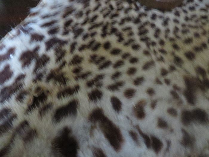 Cheetah skin rug