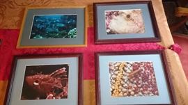 Pictures of fishes. Original fish pictures signed, pencilled sketched.