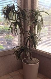 6.5' Silk Palm