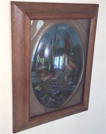 EARLY 1900's BIRD OVAL GLASS OAK FRAMED TAXIDERMY. VERY FINE AND RARE