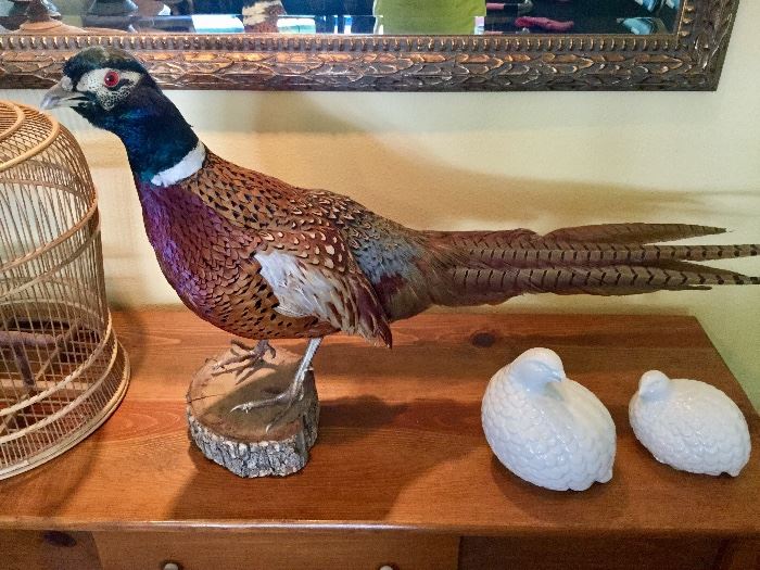 Traditional Mounted Pheasant. Excellent condition
