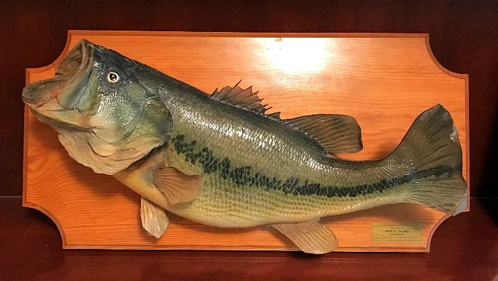 Wide Mouth Bass Taxidermy 