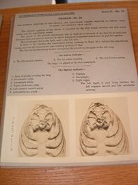 stereoscopic studies slides