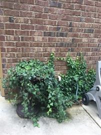Planter with well established ivy