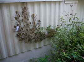 Large metal Peacock - we have 2