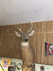 Taxidermy Deer Shoulder Mount
