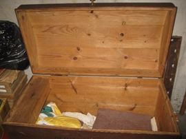 Inside of pine trunk