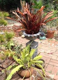 Plants and Hidden Treasures