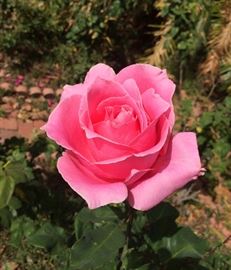 A Beautiful Bloom from Billy's Garden