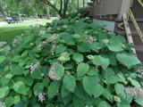 landscaping stone bolders