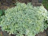 landscaping stone bolders