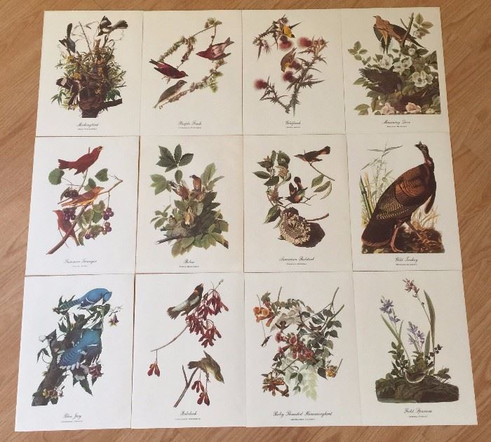 Collection of Full Color Audubon Prints 