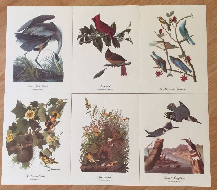 Collection of Full Color Audubon Prints 