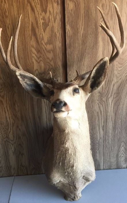 Williams, AZ Deer 