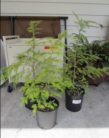 Western Hemlocks (3 years old) - for bonsai or planting. (10 available)