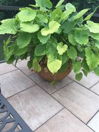 Large terracotta potted plant