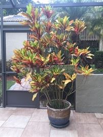 Large potted colorful plant