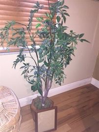 Potted silk tree