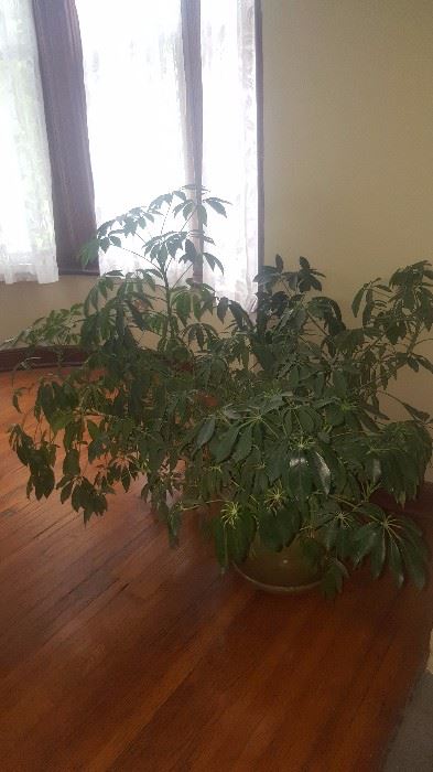 Large plant