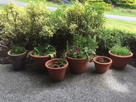 Potted Plants