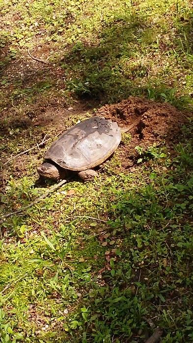 A snapping turtle laying eggs  (again, please wear appropriate shoes) :-)