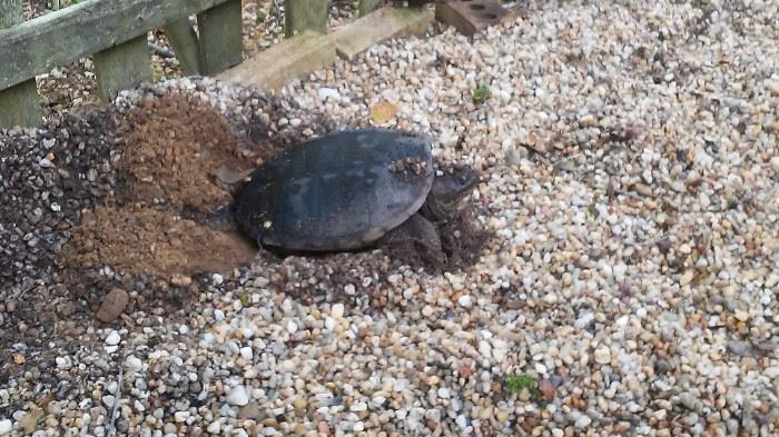 another snapping turtle