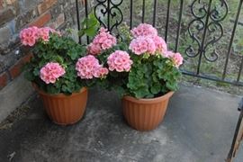 geraniums