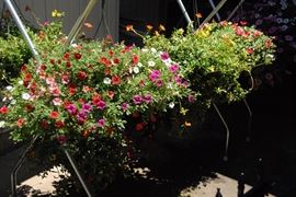 hanging baskets