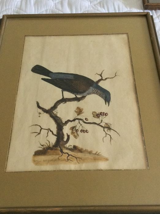18th Century British artist William Hayes ornithological,art. 