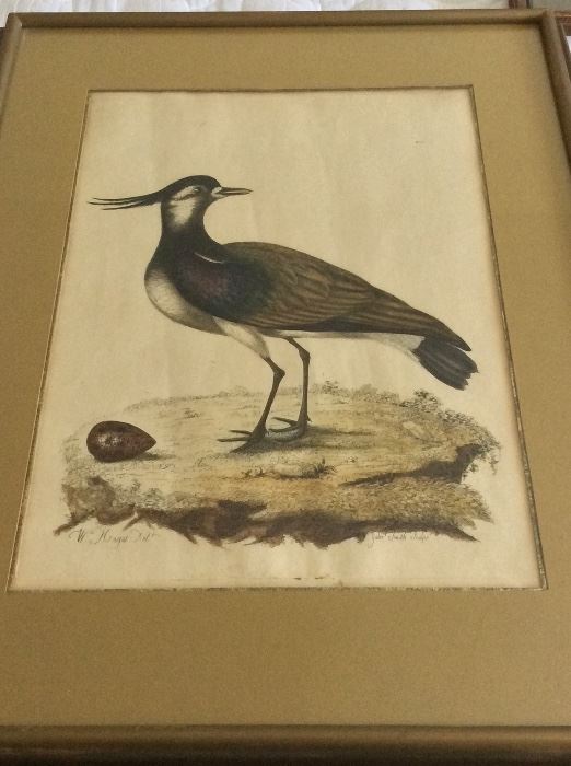 18th Century British artist William Hayes ornithological,art. 