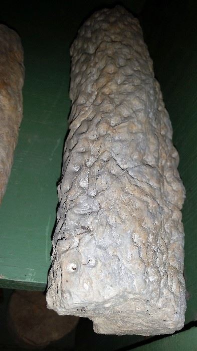 Stigmaria Fossil