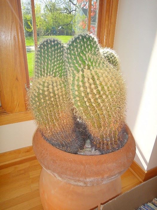 "Carl" the cactus, yes it a live plant 