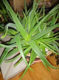Aloe  Vera live plant