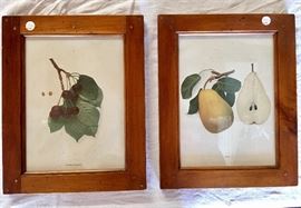 $10 each.. Vintage framed fruit prints. 12" x 15".