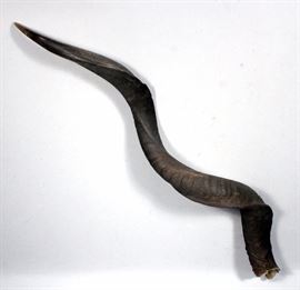 Spiral Horn, Believed to be Spiral Horned Antelope Horn, 34"L