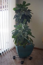 Indoor plants