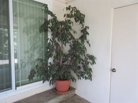 Live large outdoor (or indoor) potted tree.