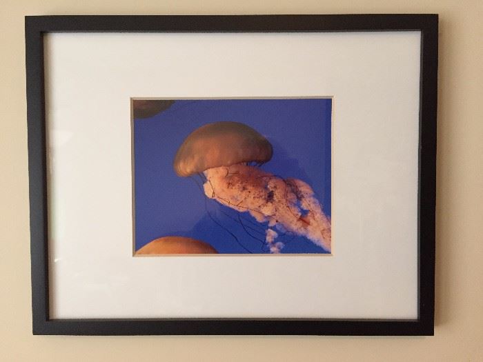 Photograph Framed Jellyfish