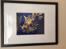 Underwater photo Framed