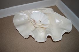 LARGE shell & collection