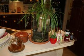 Ponytail Palm in Aquarium